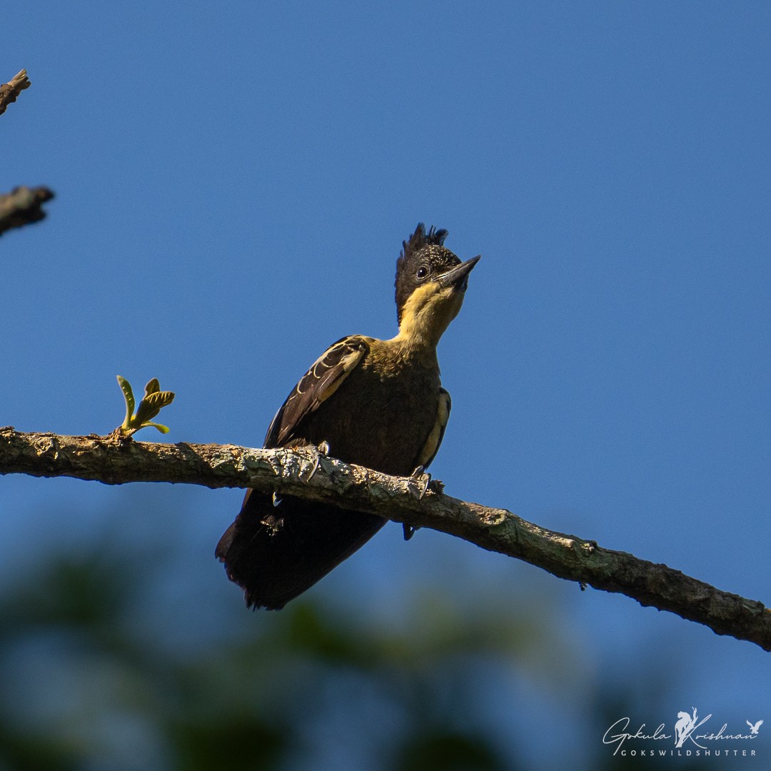 Heart-spotted Woodpecker - ML615852315