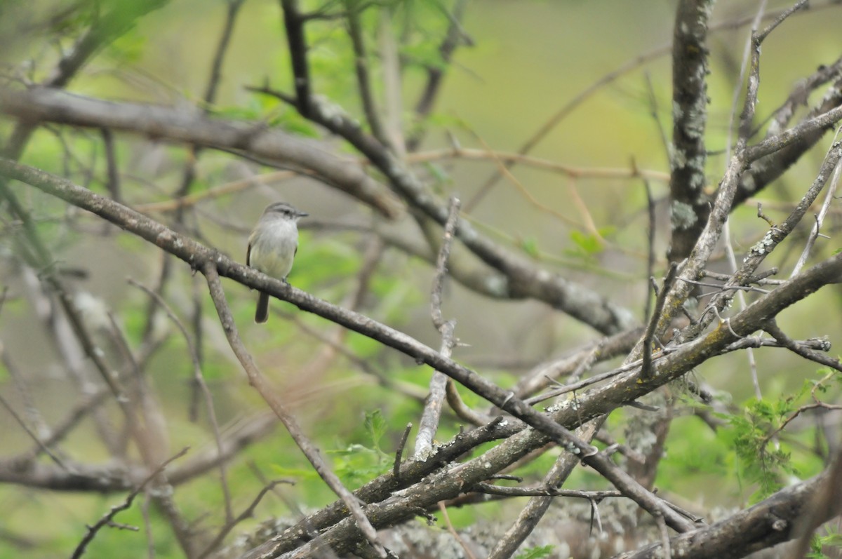 Mouse-gray Flycatcher - ML615852336