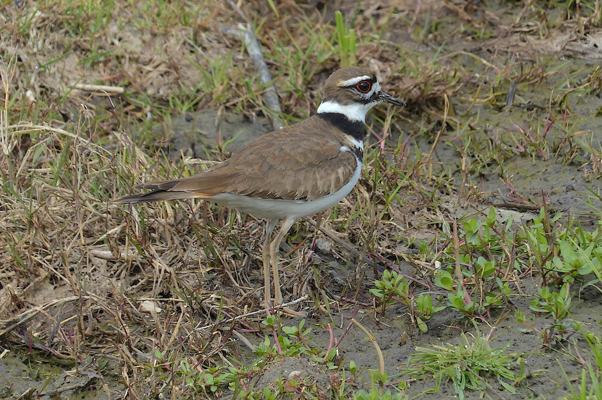 Killdeer - ML615852340