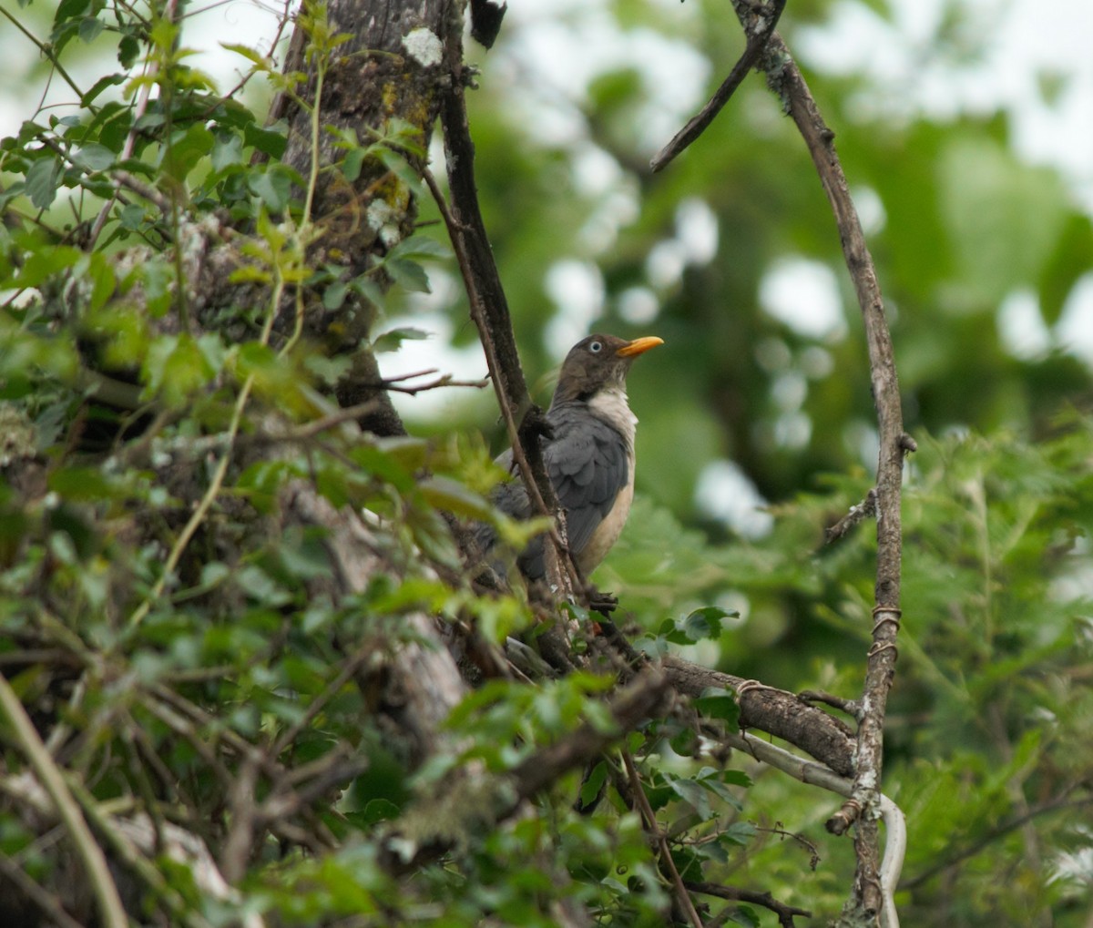 Plumbeous-backed Thrush - ML615852347