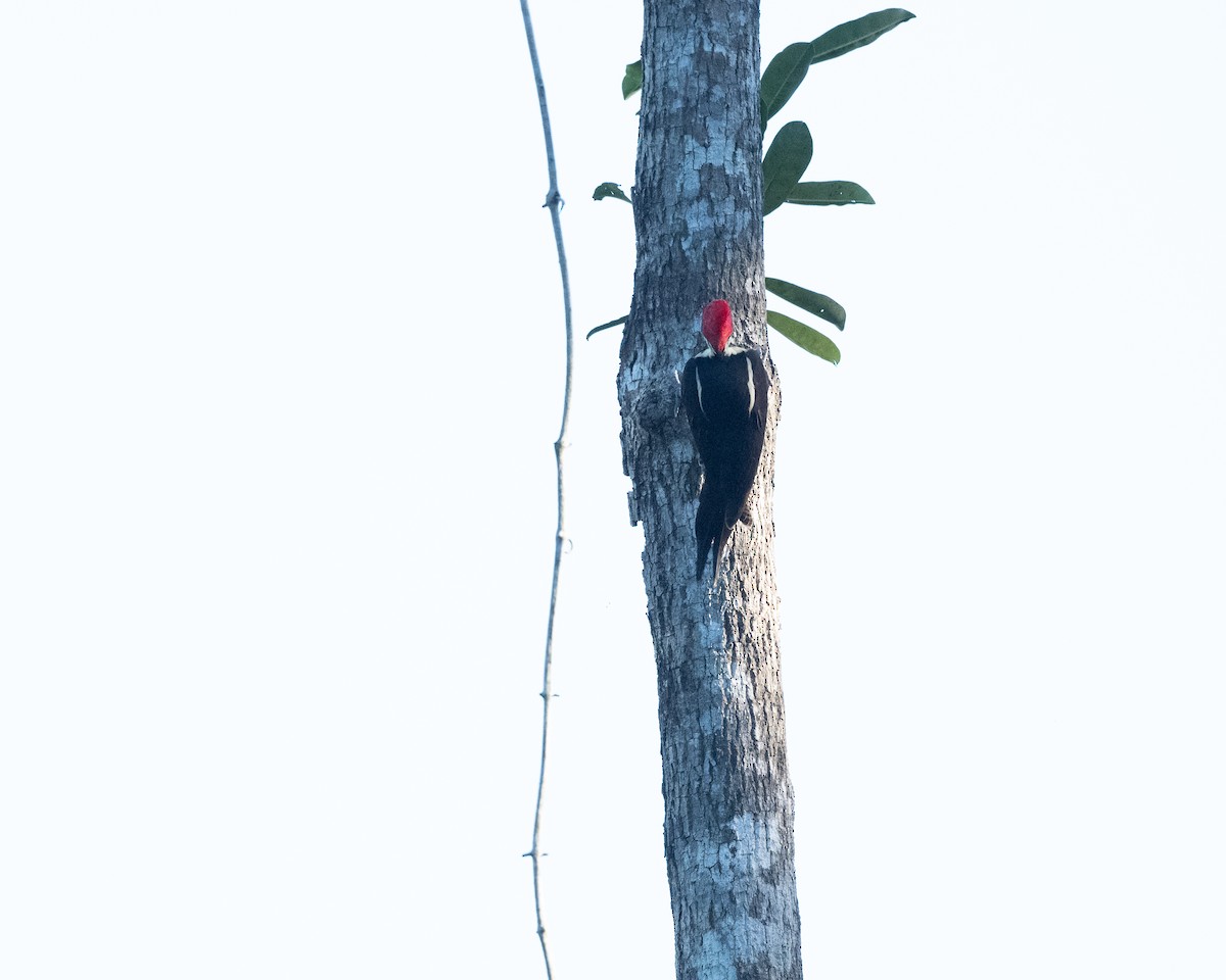 Lineated Woodpecker - ML615852352