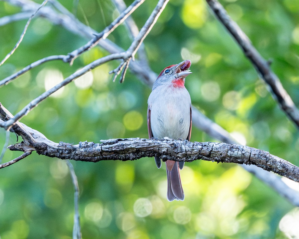 Rose-throated Tanager - ML615852358