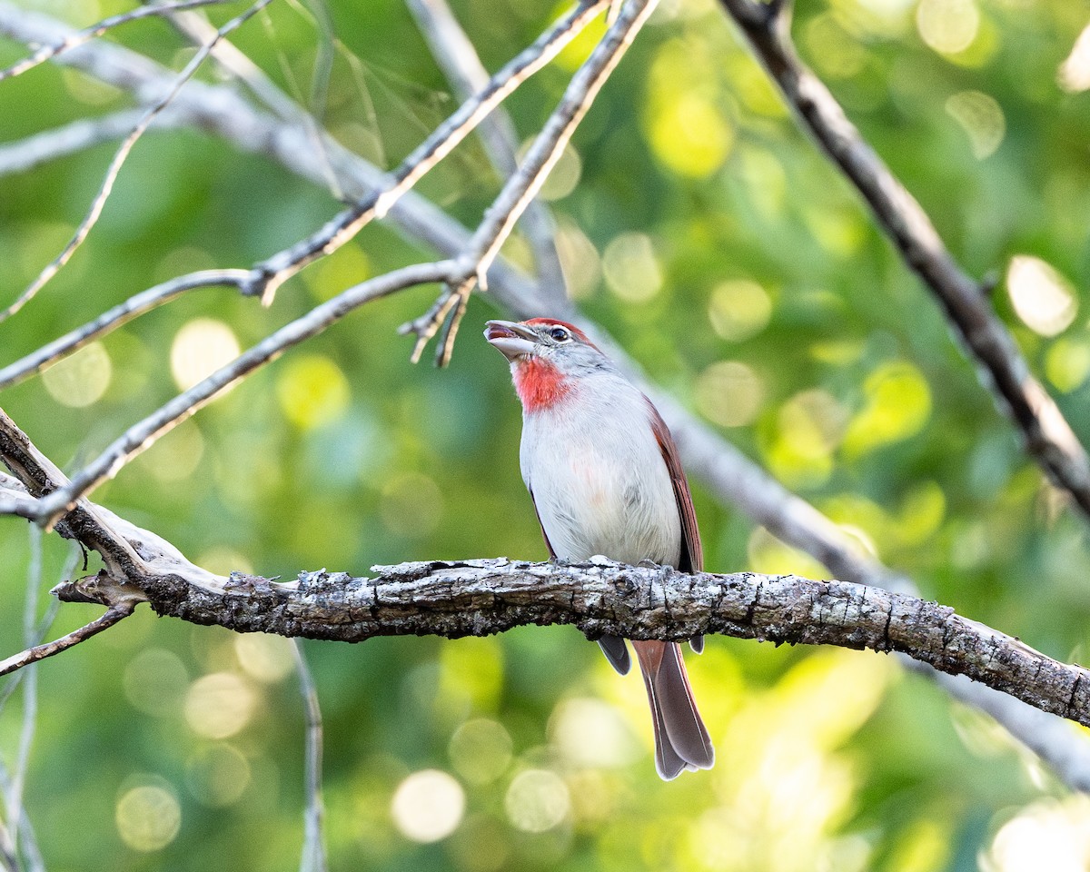 Rose-throated Tanager - ML615852360