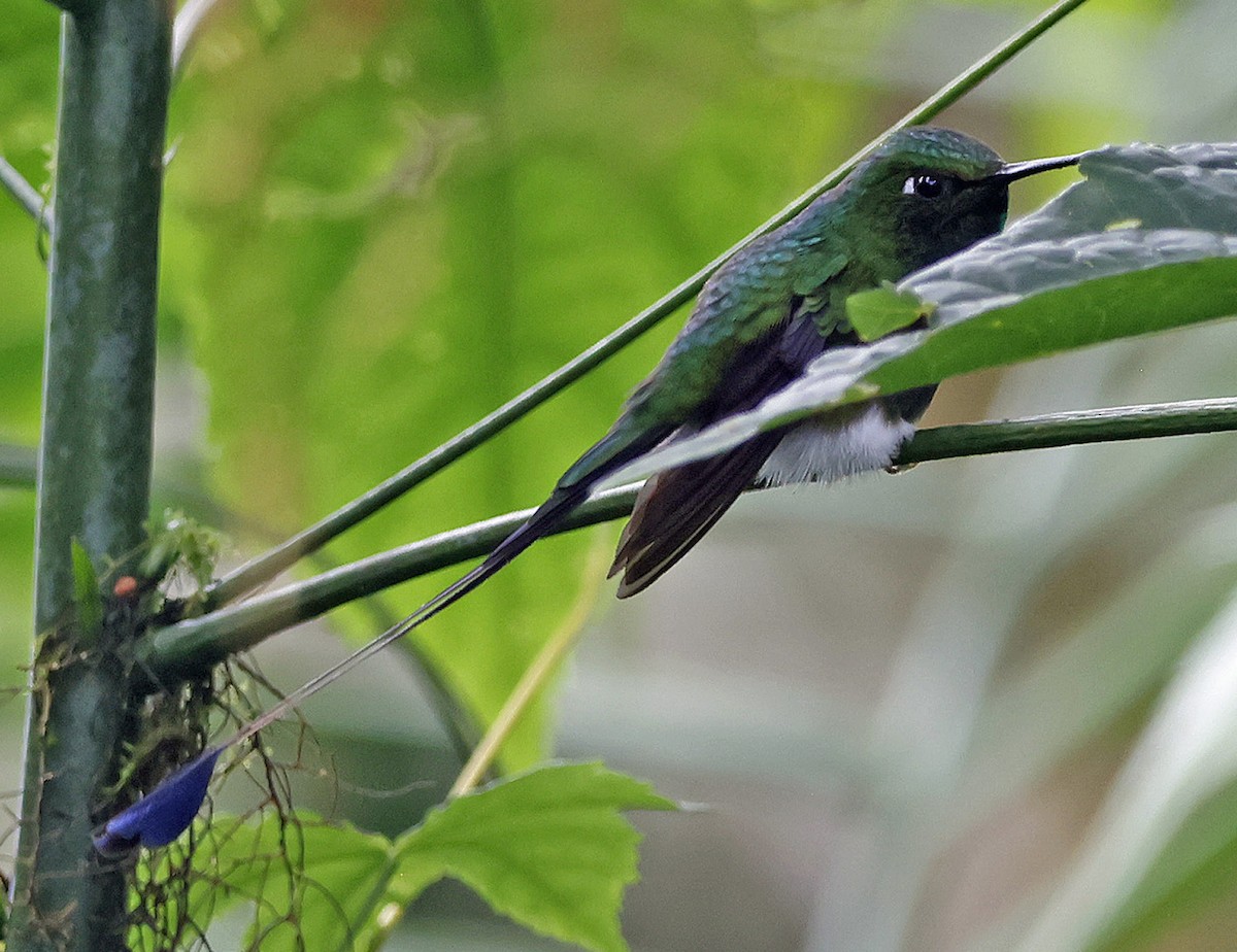 vimpelkolibri - ML615852368