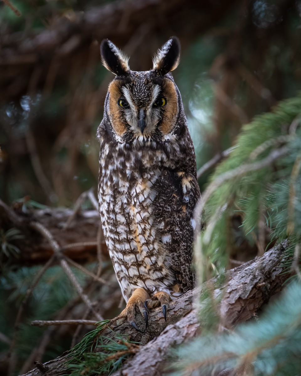 Long-eared Owl - ML615852393