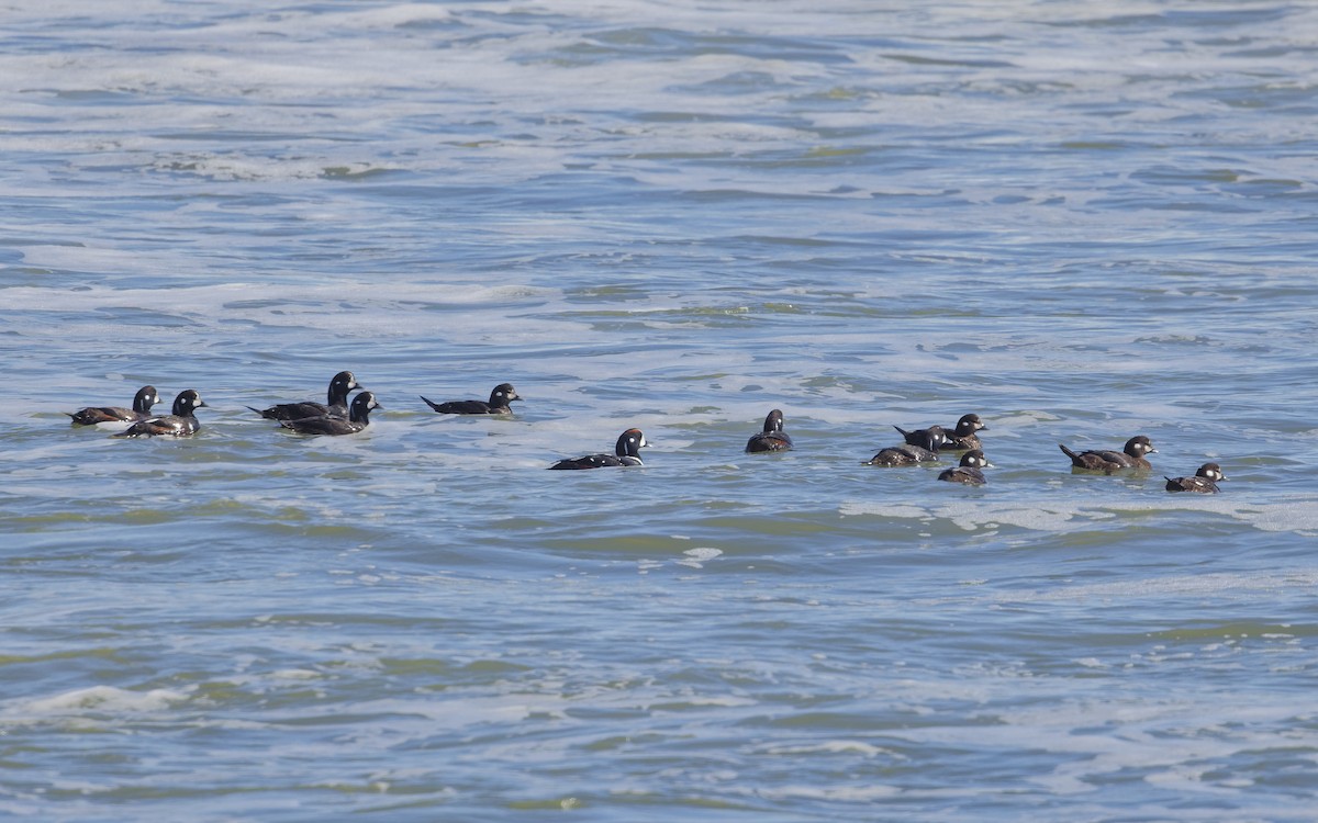 Harlequin Duck - ML615852405