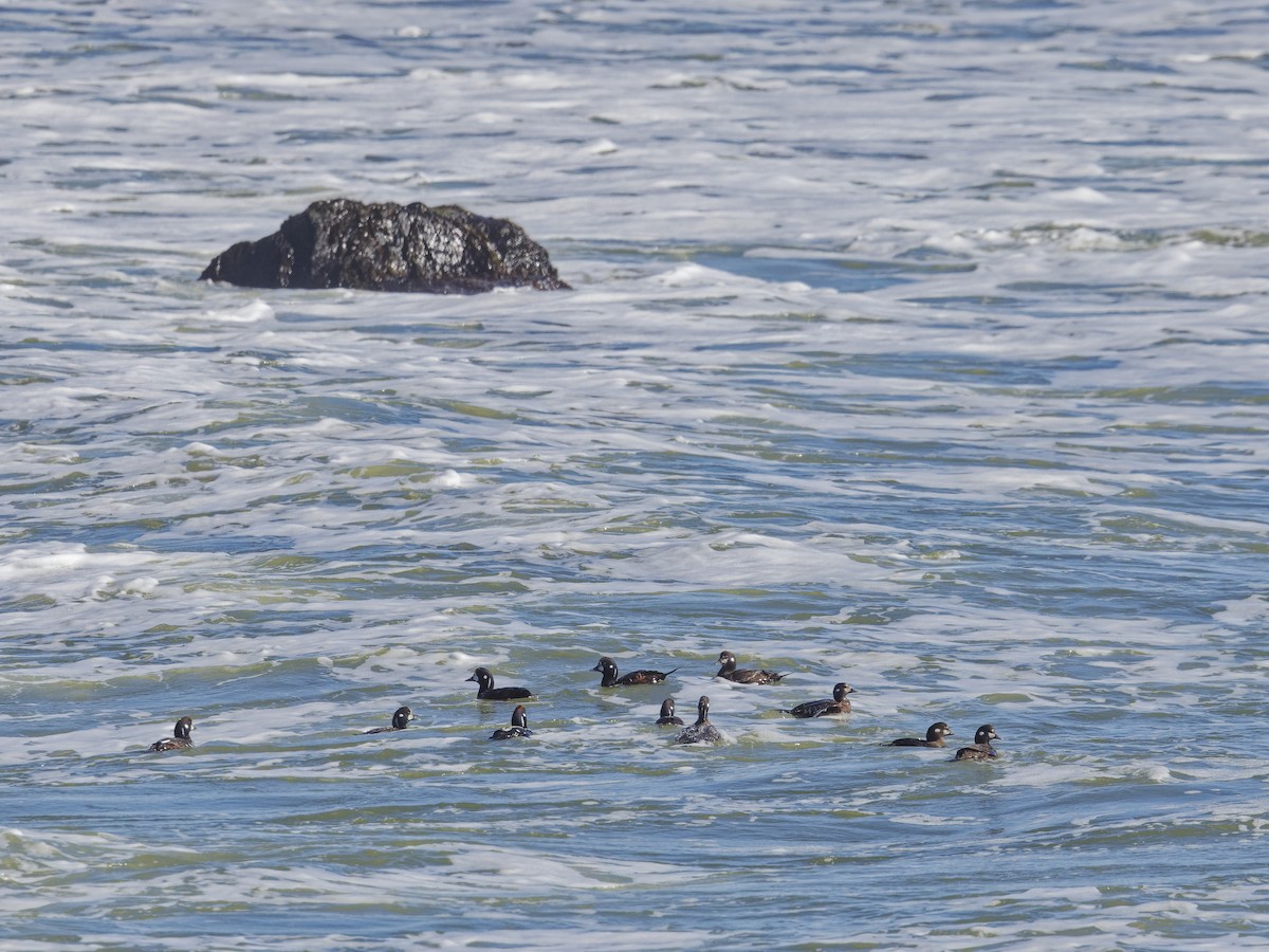 Harlequin Duck - ML615852406