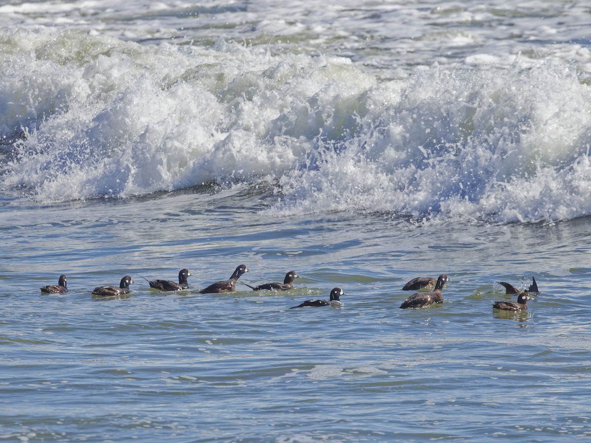 Harlequin Duck - ML615852407