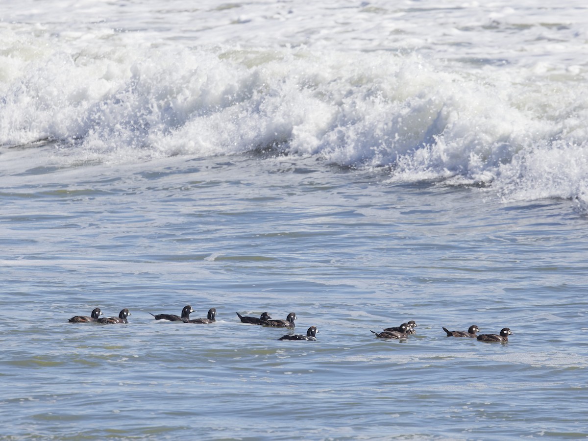 Harlequin Duck - Angus Wilson