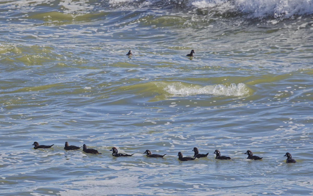 Harlequin Duck - ML615852409