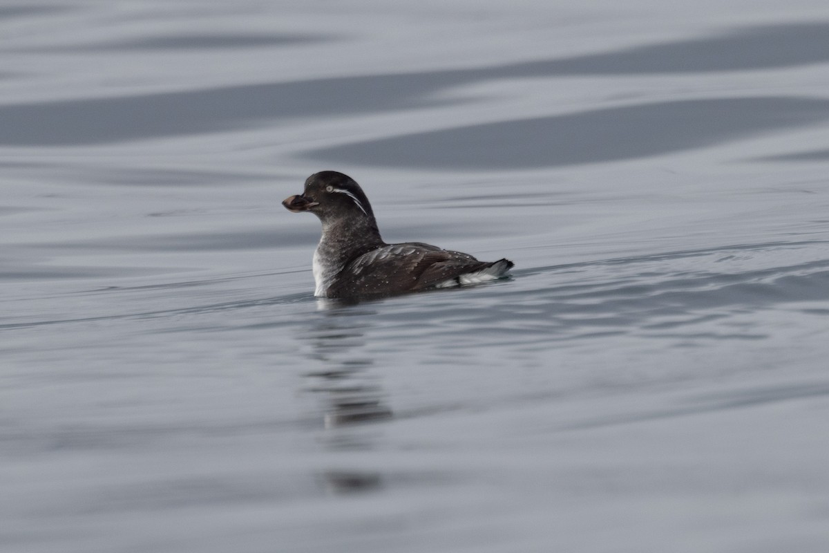 Parakeet Auklet - Lynda Lybeck-Robinson