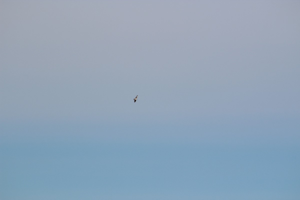 Northern Harrier - Vander Nunes