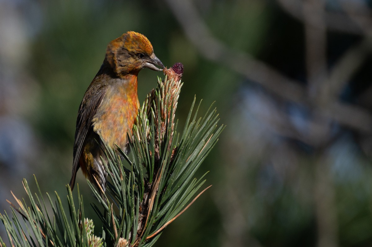 Red Crossbill - Owen Sinkus