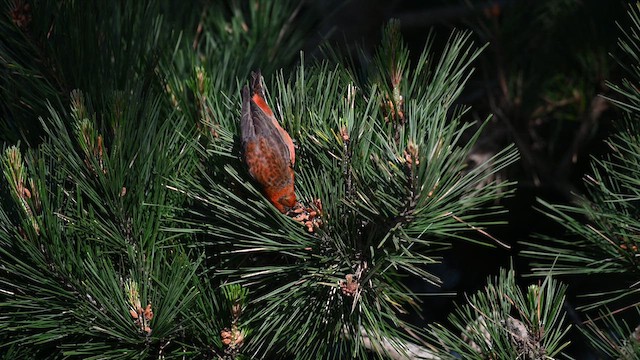 Гацуурын солбин хошуут - ML615852635