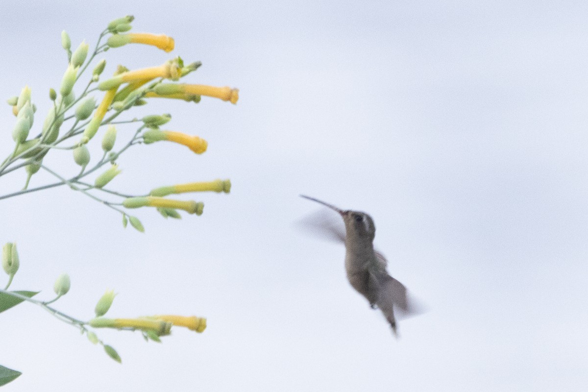 Dusky Hummingbird - ML615852645