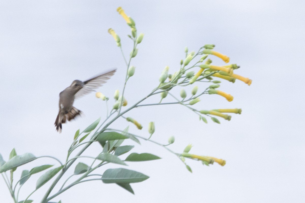 Dusky Hummingbird - ML615852646