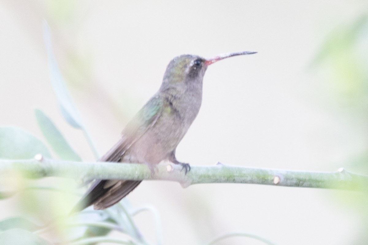 Dusky Hummingbird - ML615852648