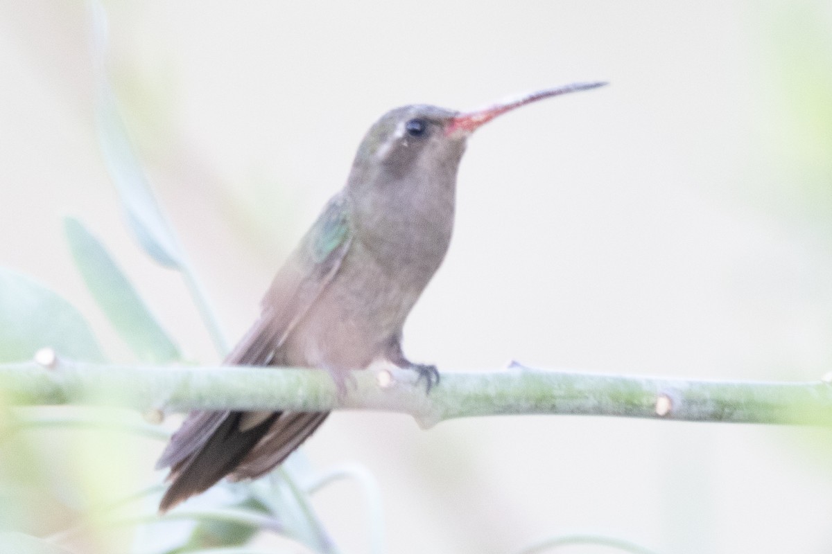 Dusky Hummingbird - ML615852650