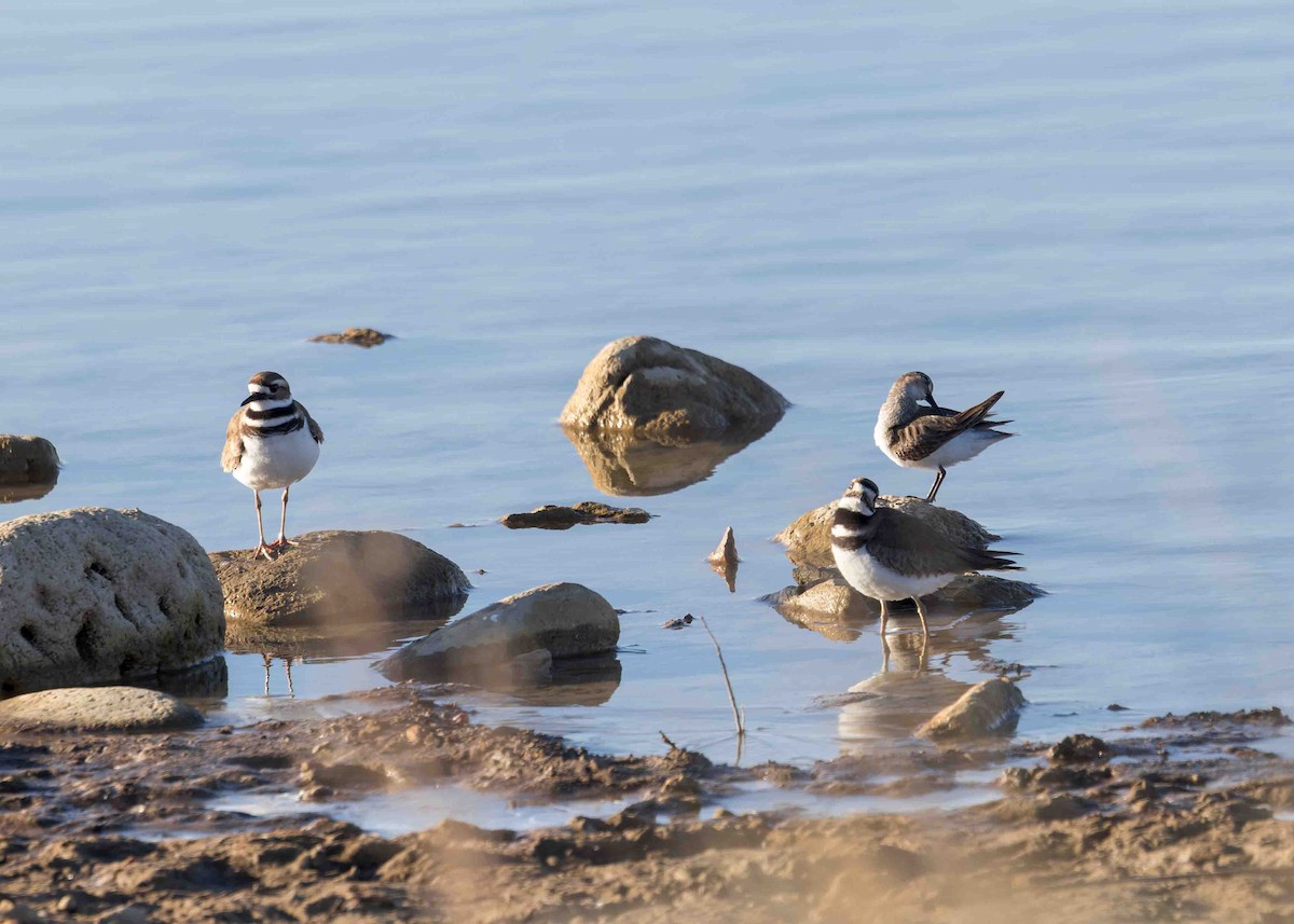 Killdeer - Verlee Sanburg