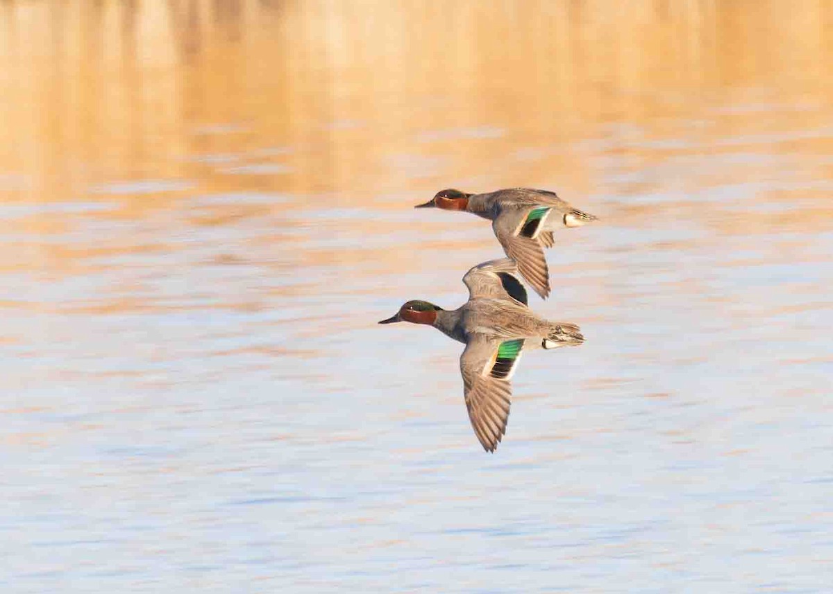 Green-winged Teal - ML615852671