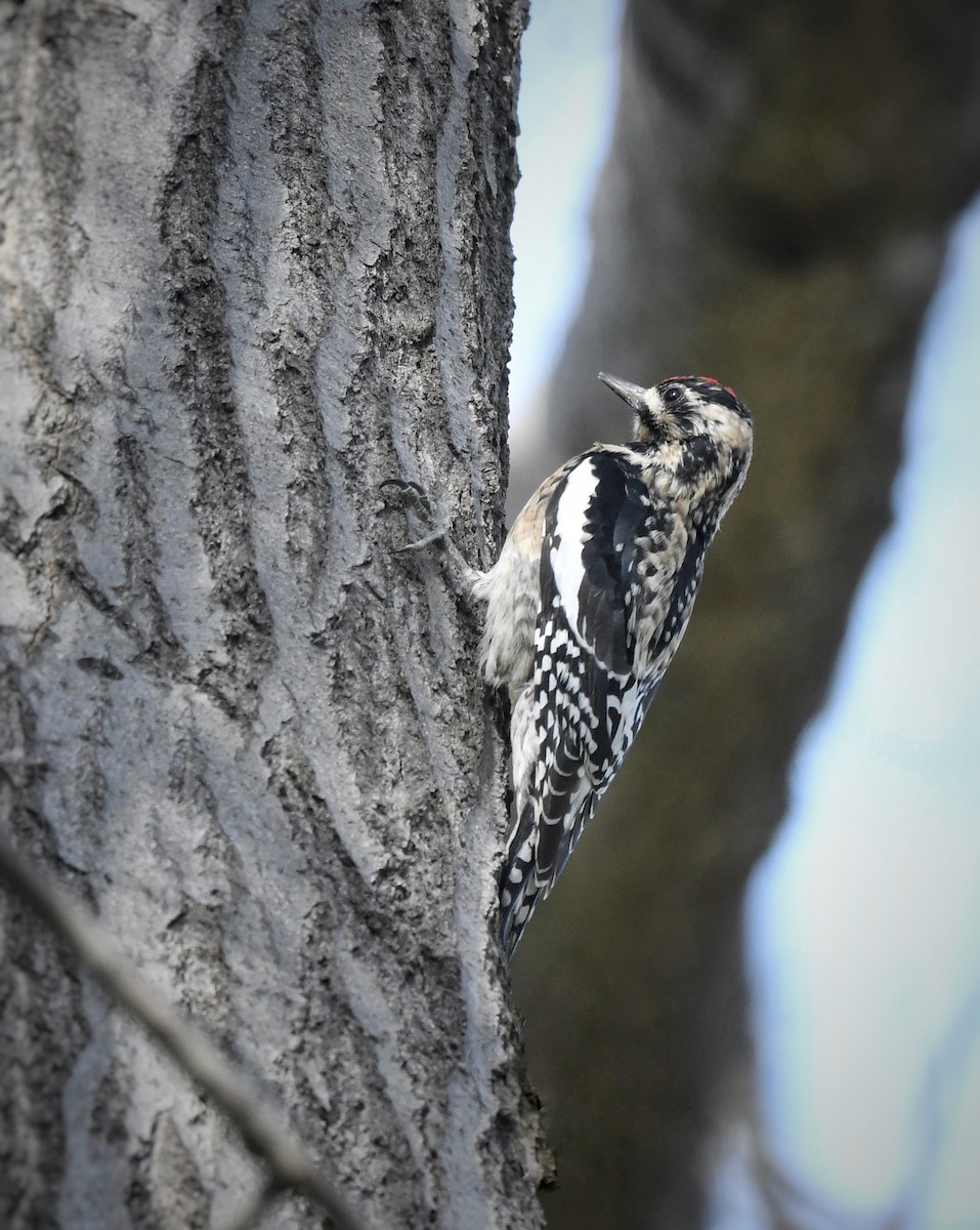 Yellow-bellied Sapsucker - ML615852679