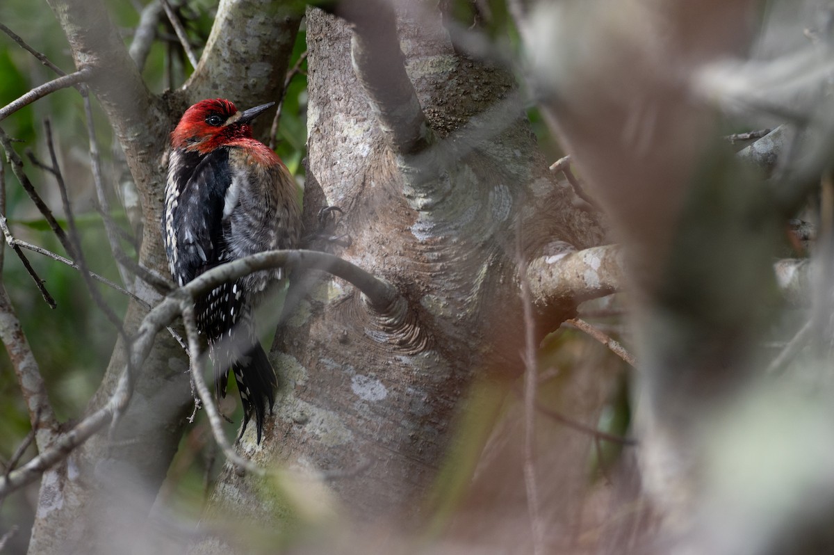 Red-breasted Sapsucker - ML615852683