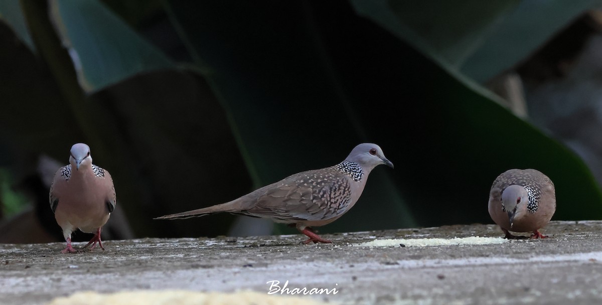 Spotted Dove - ML615852712