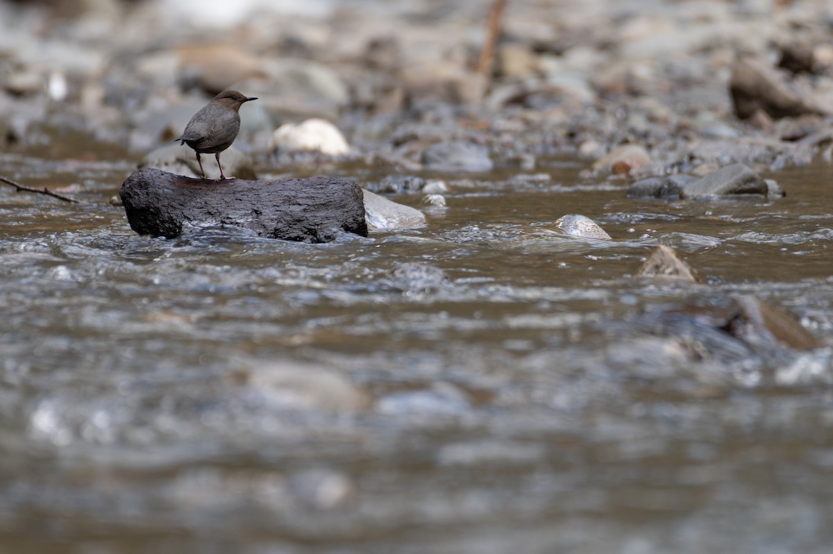 American Dipper - ML615852714