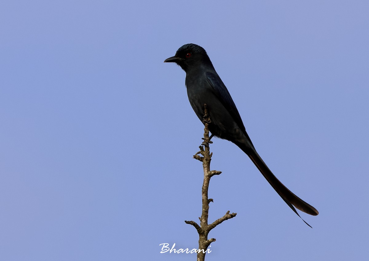 Ashy Drongo - ML615852726