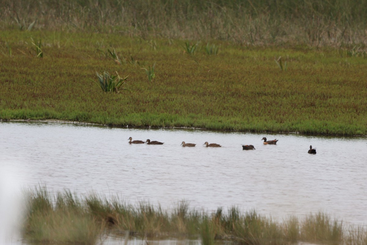 Australian Shelduck - ML615852786