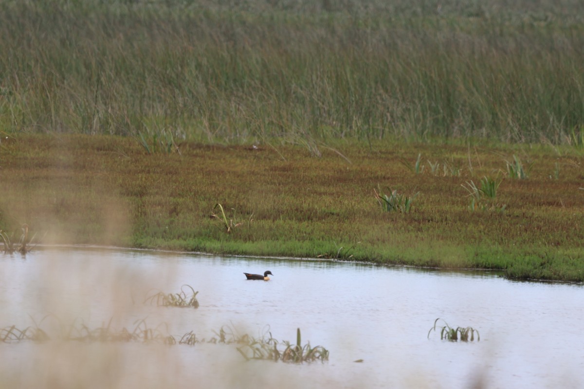 Australian Shelduck - ML615852787