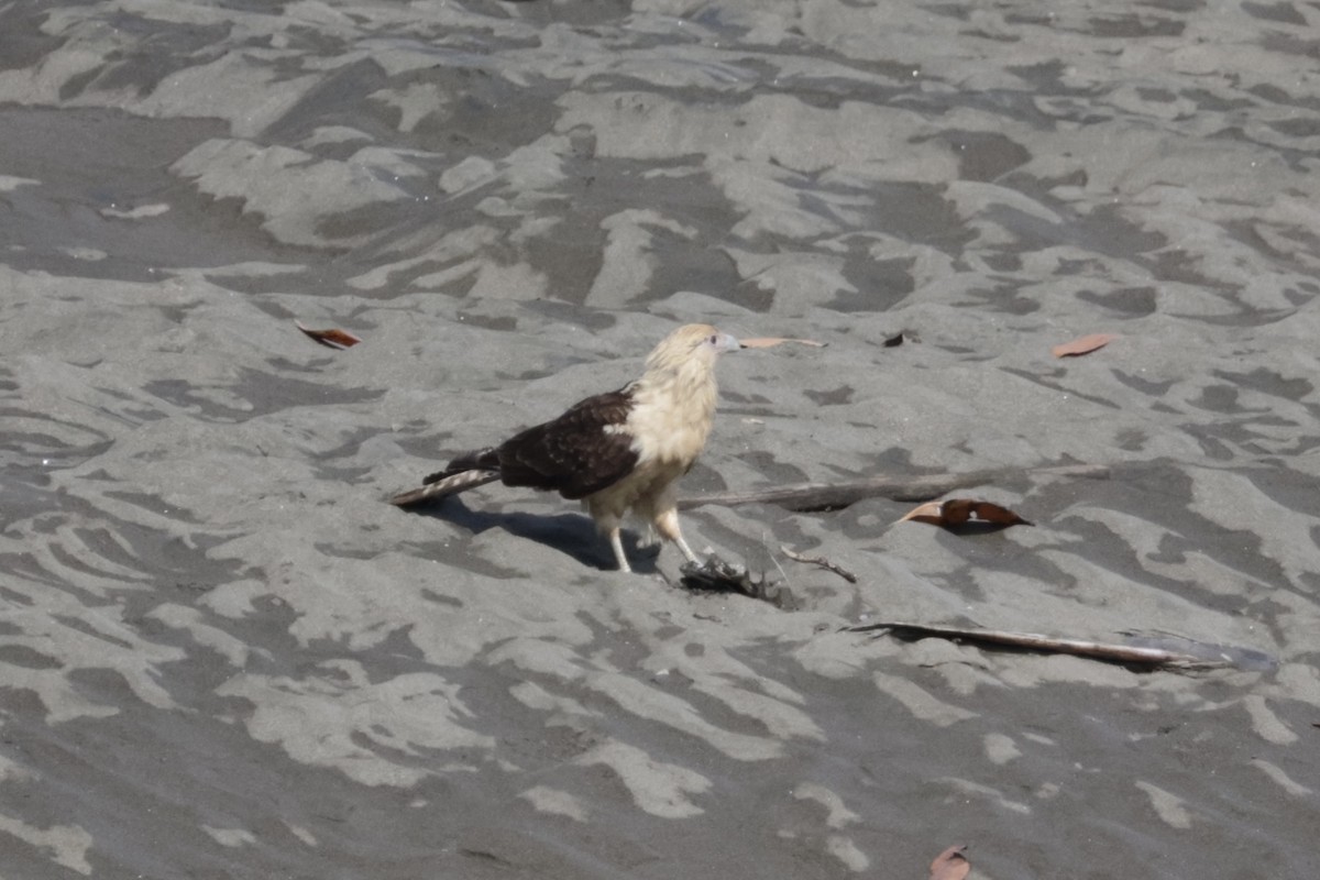Yellow-headed Caracara - ML615852809