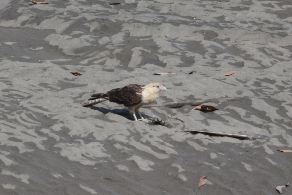 Yellow-headed Caracara - ML615852810