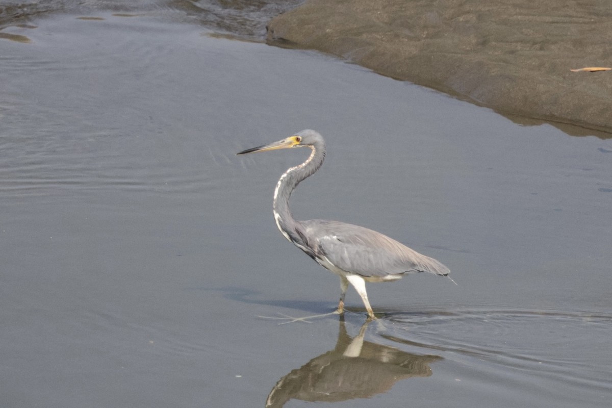Tricolored Heron - ML615852815