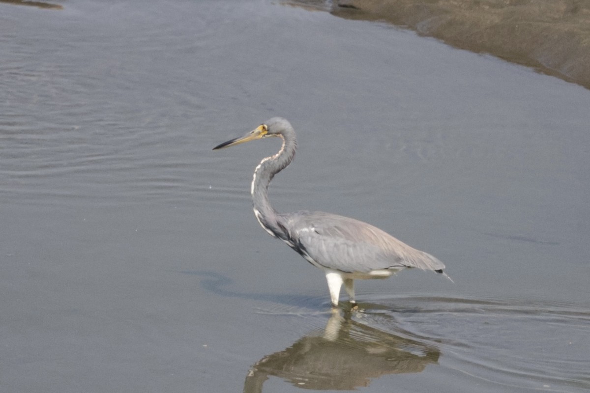 Tricolored Heron - ML615852816