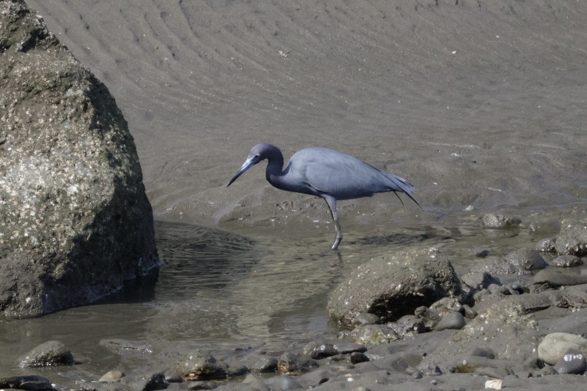 Little Blue Heron - ML615852818