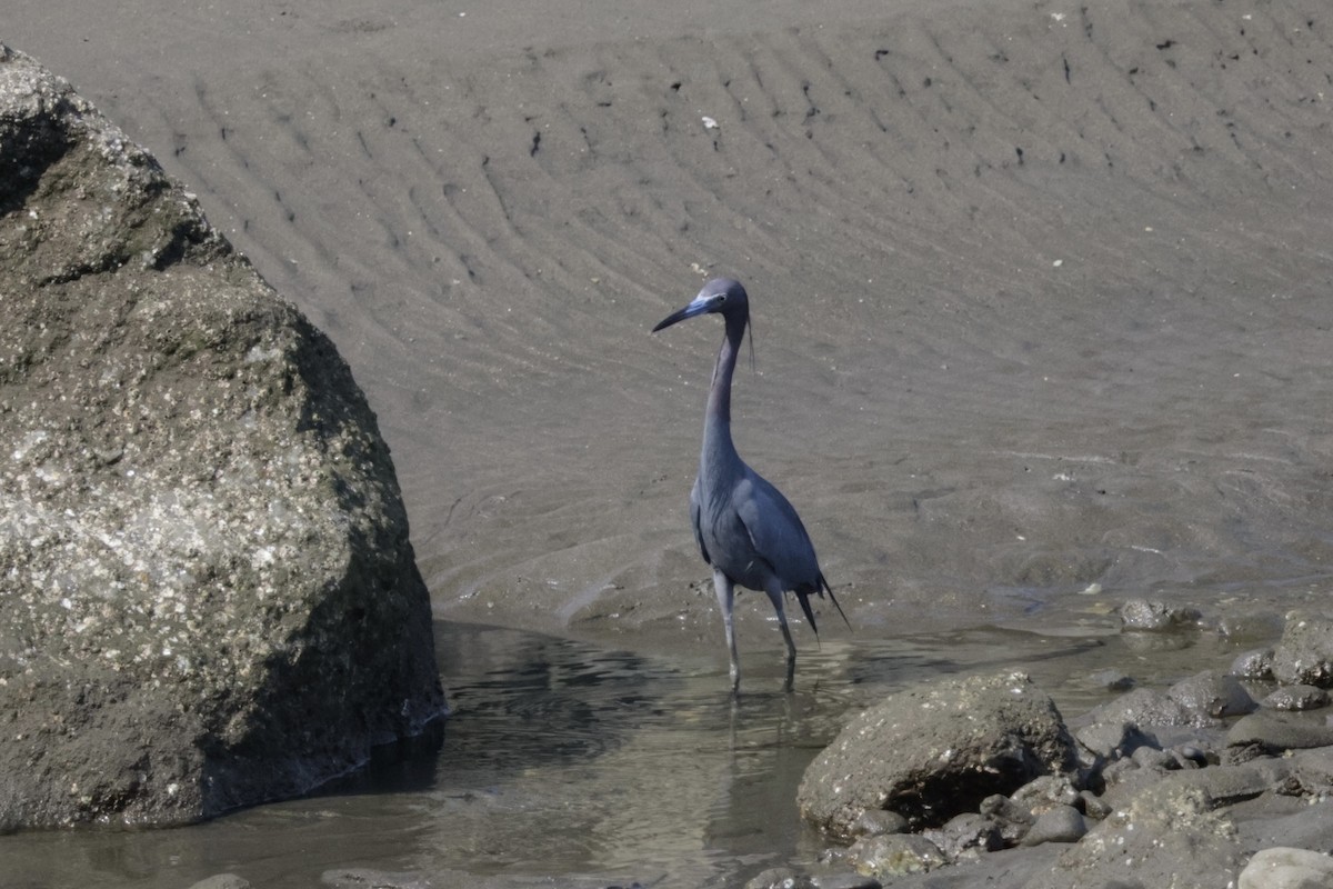Little Blue Heron - ML615852819