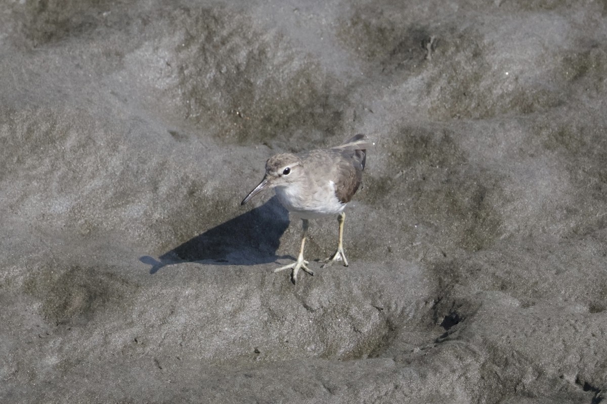 Spotted Sandpiper - ML615852820
