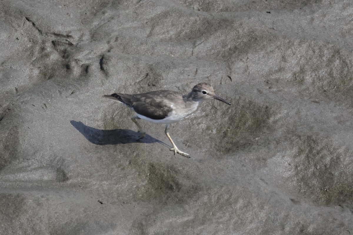 Spotted Sandpiper - ML615852821