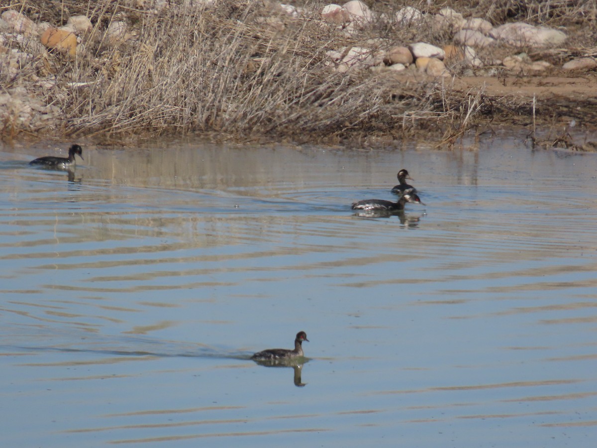 Eared Grebe - ML615852855