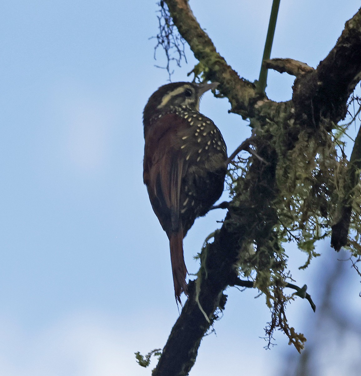 Pearled Treerunner - ML615852898