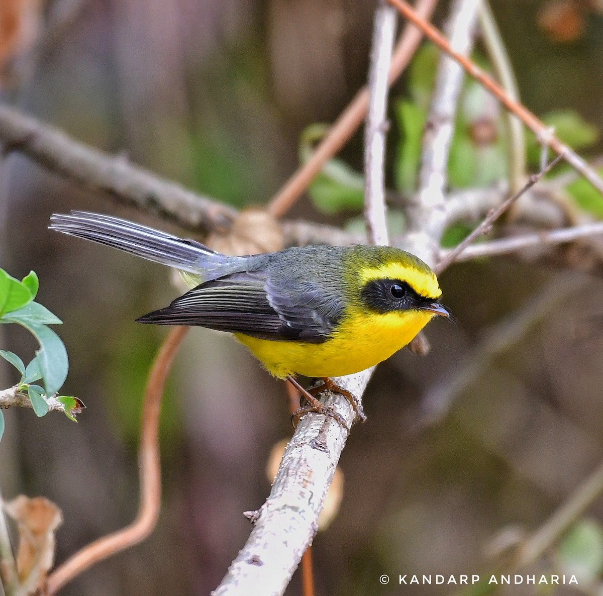 Yellow-bellied Fairy-Fantail - ML615852901