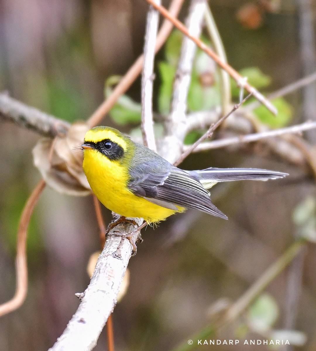 Yellow-bellied Fairy-Fantail - ML615852908