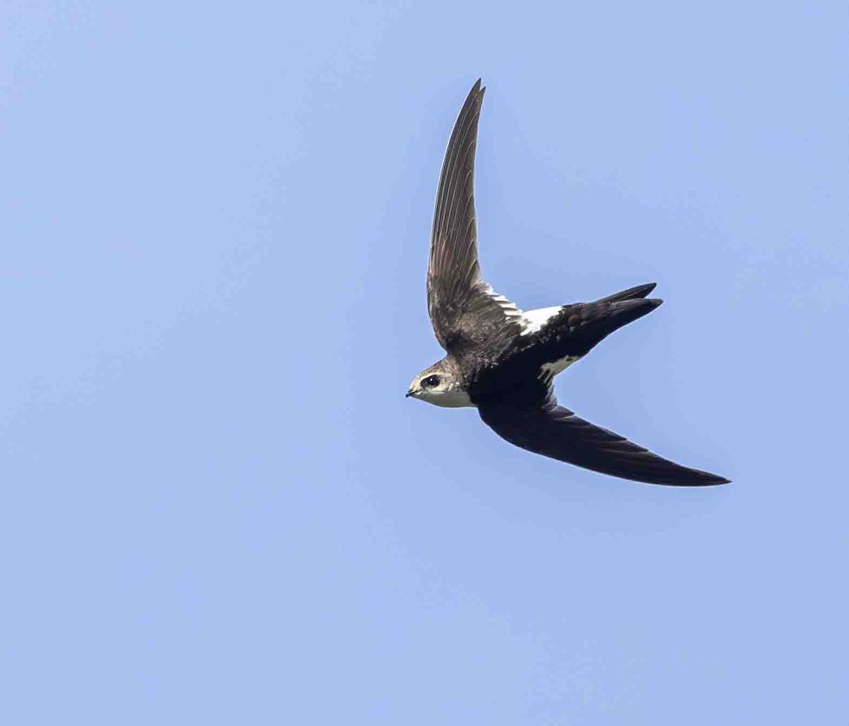 White-throated Swift - ML615852931