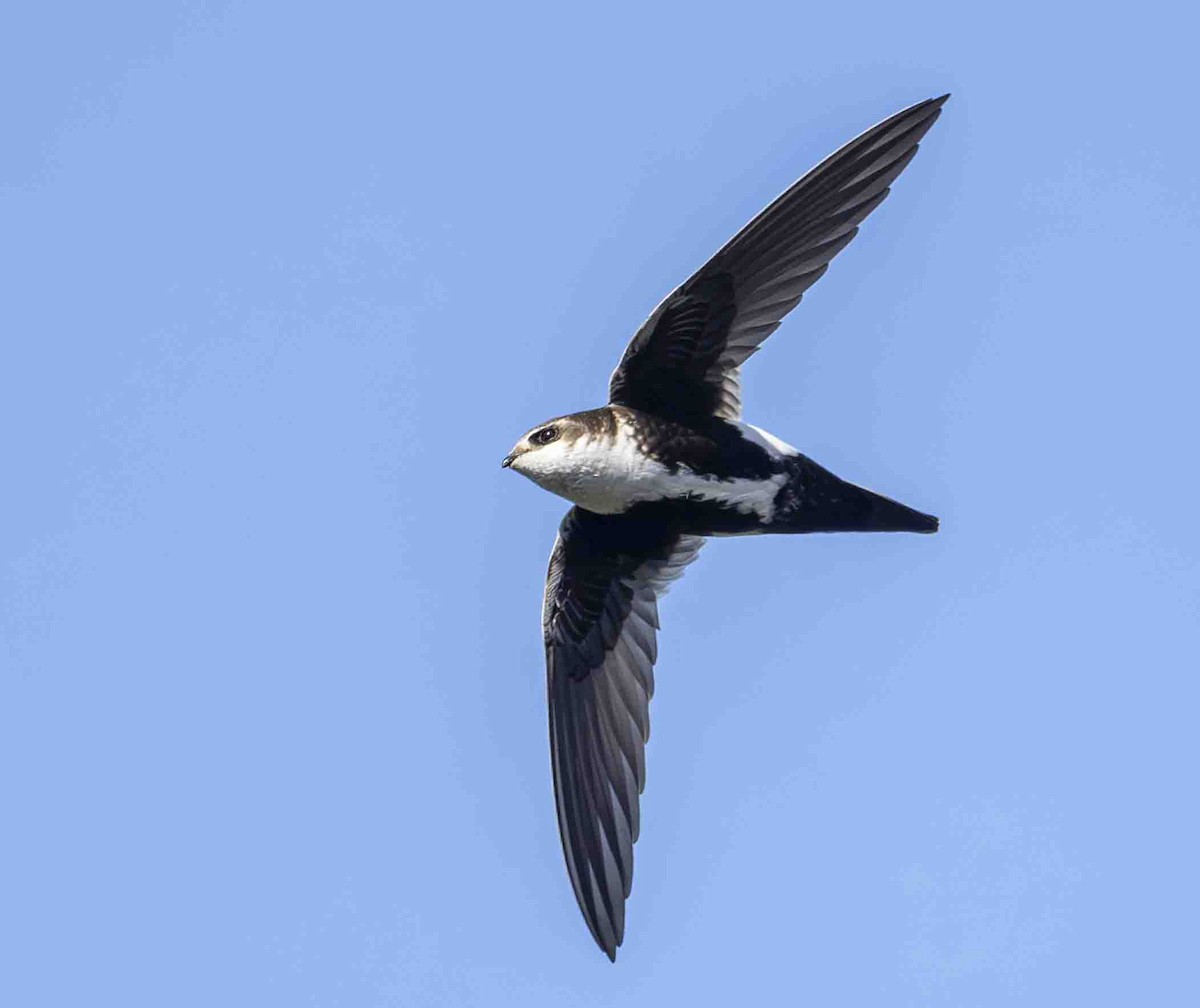 White-throated Swift - Mel Senac