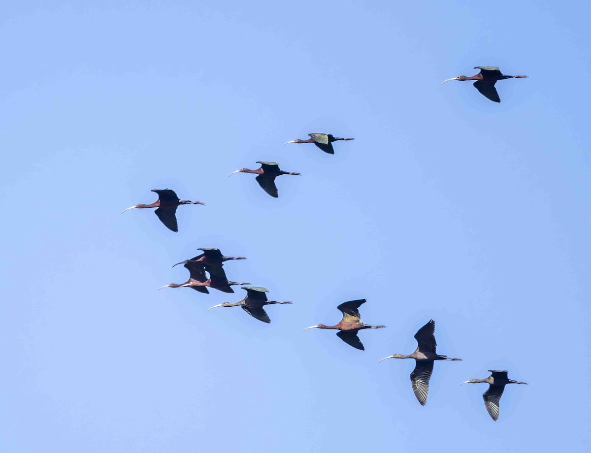 White-faced Ibis - Mel Senac