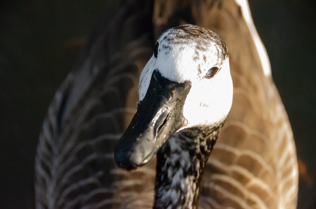 Swan Goose x Canada Goose (hybrid) - ML615853025