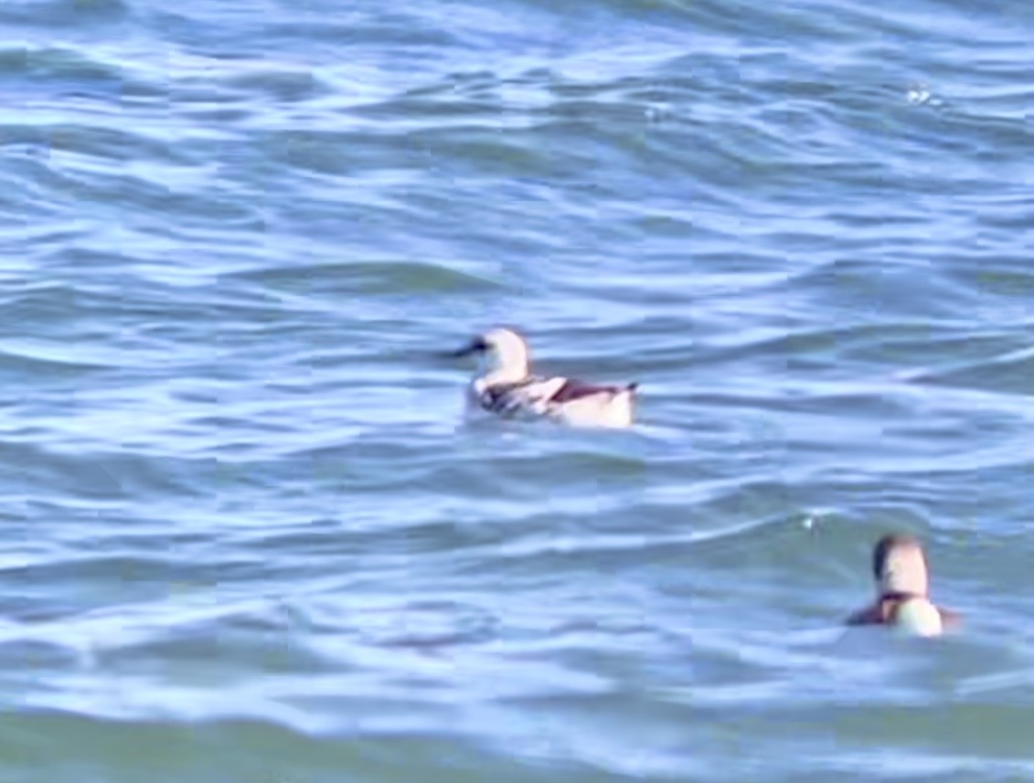 Black Guillemot - ML615853067