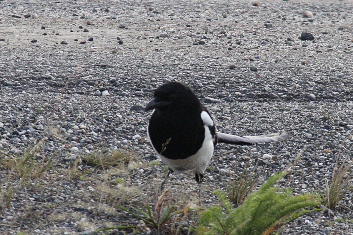 Black-billed Magpie - ML615853082