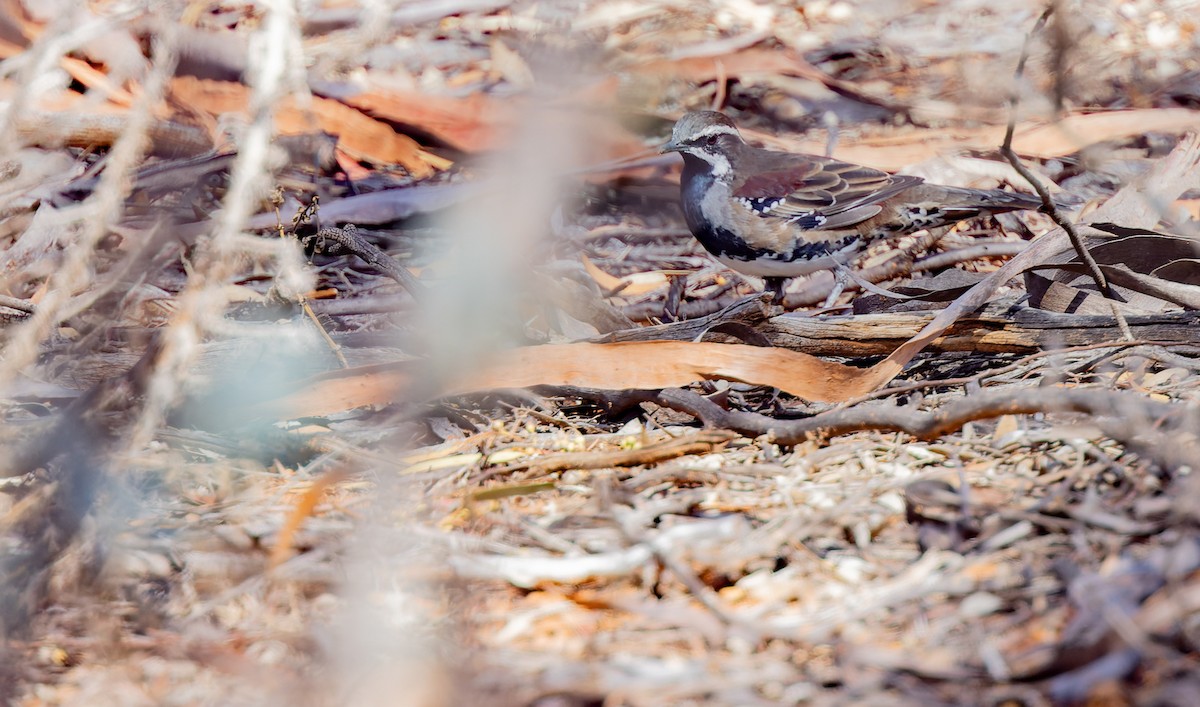 Chestnut Quail-thrush - Geoff Dennis